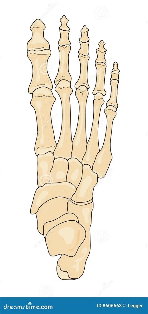 Diagram Of The Bones Of The Foot