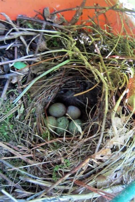 Pinterest | Wren, Nest, Backyard