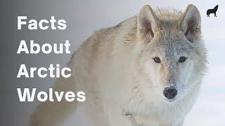 Arctic Wolf Habitat For Kids