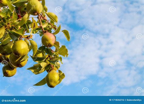 Ripe Juicy Organic Pear Fruit Close-up on a Pear Tree, Harvesting an Agricultural Pear Plant ...