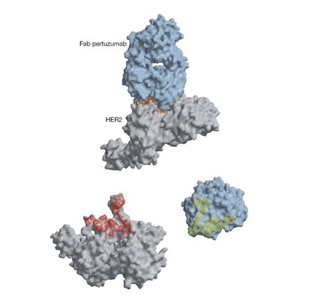 What antibodies see - pediagenosis