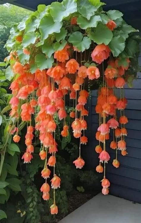 Weeping Begonia Care Guide: Discovering Its Enchanting World