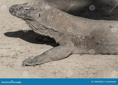 Komodo Dragon Lizard. Endemic Wild Predator. Hunting Coldblooded Aggressive Dragon. Stock Image ...