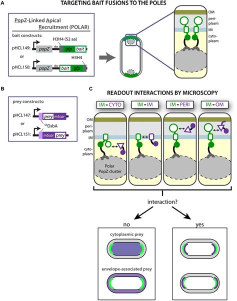 Overview of the POLAR protein–protein interaction assay. A. The POLAR ...