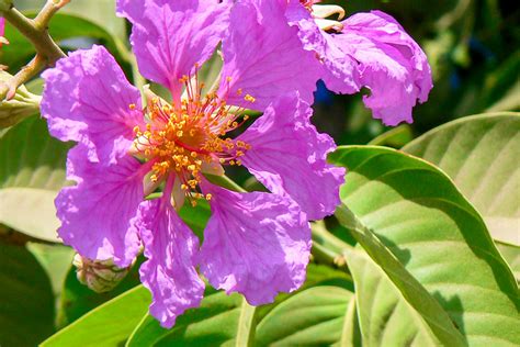 Banaba (Lagerstroemia speciosa) – Carica Herbal Health Products, Inc.