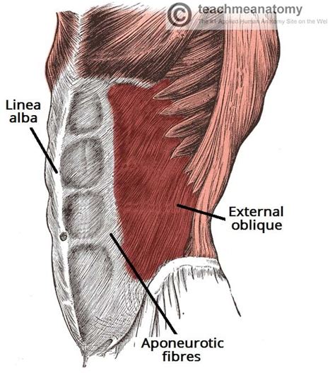 The Anterolateral Abdominal Wall - Muscles - TeachMeAnatomy