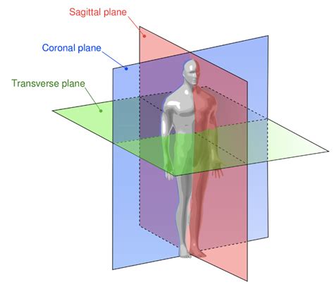 5 Ways to Make Body Planes and Sections a More Approachable Topic