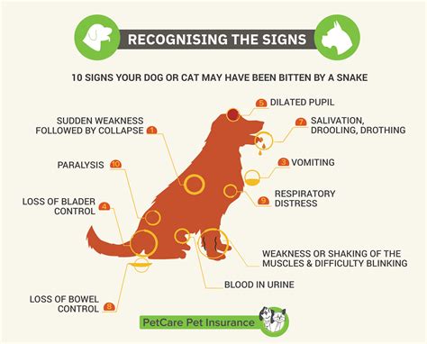 Snake Bites on Dogs & Cats | Snakebite symptoms - PetCare