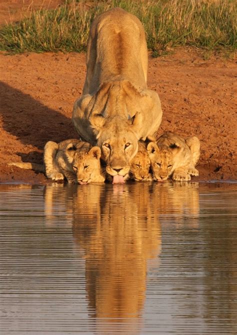 Lioness and cubs drinking x-post rpics - Photorator