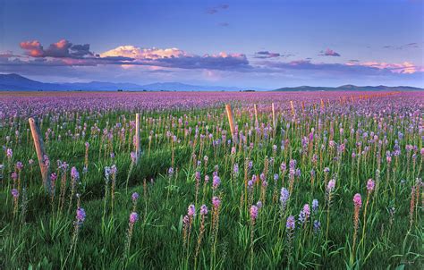 Camas Prairie Photograph by Leland D Howard - Fine Art America