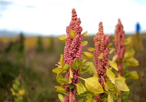 It's About Time We All Learned How Quinoa Grows | HuffPost