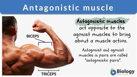 Antagonistic Muscle - Definition and Examples - Biology Online Dictionary