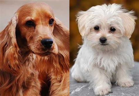 Cocker Spaniel Maltese Mix (Things to Know About) | ZooAwesome