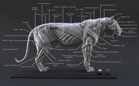 3D Lion Ecorche - Model Muscles Study - | CGTrader