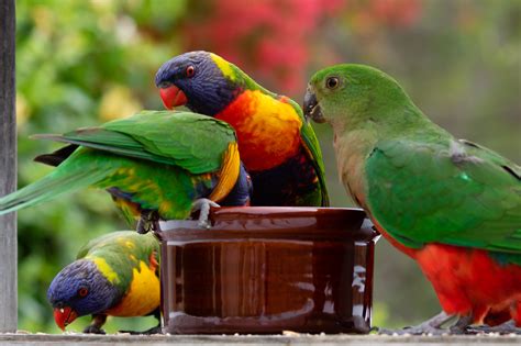 Australian Parrots - Australia's Wonderful Birds