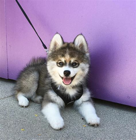 Meet Norman, A Husky-Pomeranian Puppy That’s So Cute It Doesn’t Even Look Real | Bored Panda