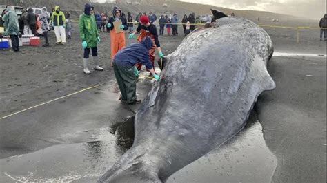 Sperm whale beached in Oregon killed by ship, feds find - India Today