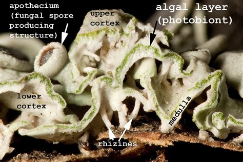 lichenology 101 – Ohio Moss and Lichen Association