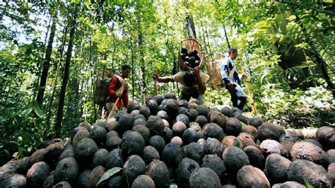 Millions of Amazon Jungle Nuts Harvesting - Amazon Nuts processing in Factory - YouTube