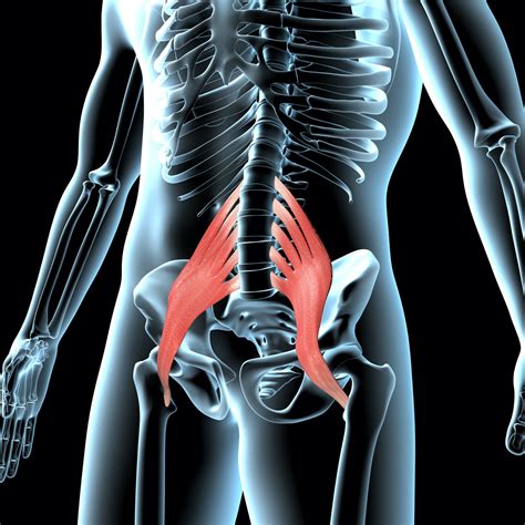 QL And Psoas Muscles | Why They Cause Lower Back Pain