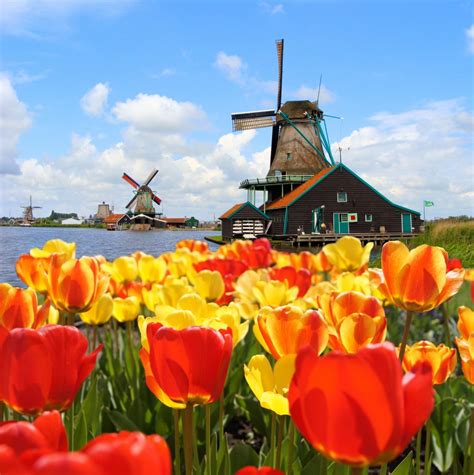 Tulip Fields Netherlands Wallpaper - FlowerWallpapero