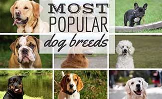 AKC Most Popular Dog Breeds In 2024 | Canine Journal