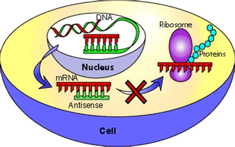 ANTISENSE RNA | SCQ