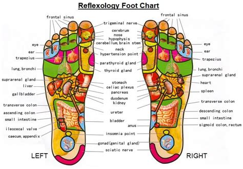 Best foot reflexology madurai - Supreme Health Clinic Foot Reflexology natural therapy