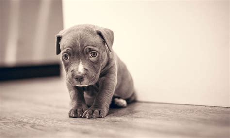 Qué hacer si tu cachorro de perro se pasa la noche llorando