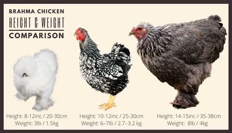 Brahma Chicken: The Most Comprehensive Guide to this Giant Breed