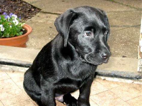File:Black Labrador Puppy.jpg - Wikimedia Commons