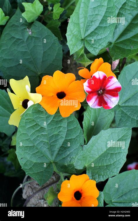 Black eyed Susan vine with trellis and loach flower Stock Photo - Alamy