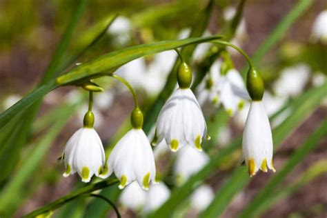 9 Different Types of Snowdrop Flowers - Homeporio