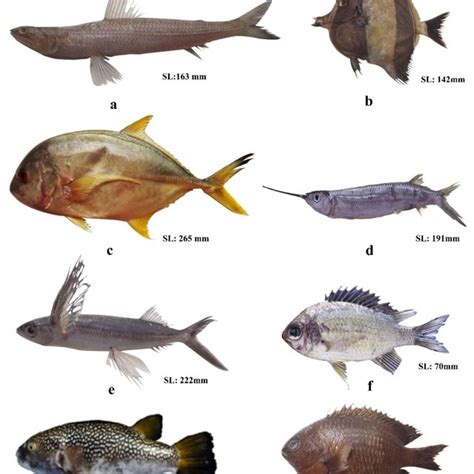 (PDF) An updated checklist of Marine Fishes of Bangladesh