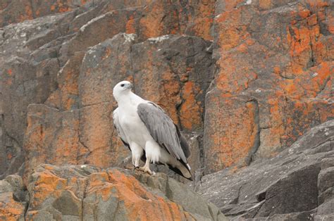 White Bellied Sea Eagle, Bruny Island Photo Credit: Dave Watts Photography | Bruny island, Sea ...