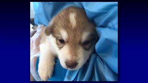 Volunteers needed to cuddle rescued wolfdog puppies in Arizona | 12news.com