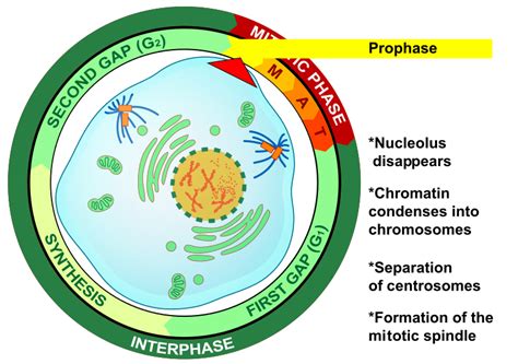 Difference Between Interphase and Prophase | Compare the Difference ...