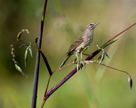 Black-whiskered Vireo - Vireo altiloquus | Photography by Tom W.