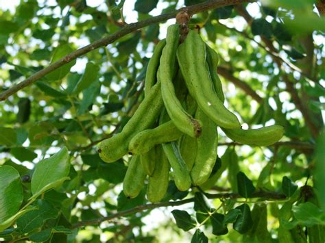 Ceratonia Siliqua Or Carob Tree: Grow A Chocolate In Your Garden | Snaplant.com