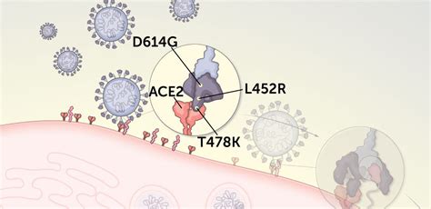 Why the coronavirus's delta variant dominated 2021