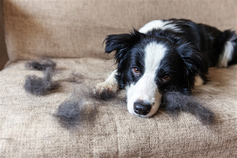 The Best Home Remedies for Dog Hair Loss + Causes and Symptoms - Veterinarians.org