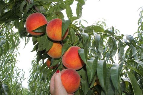 Reid's Orchard | Peaches