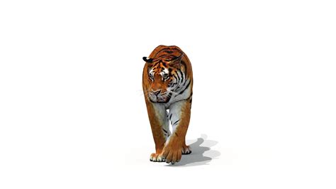 3D Tiger Animation - TurboSquid 1252636