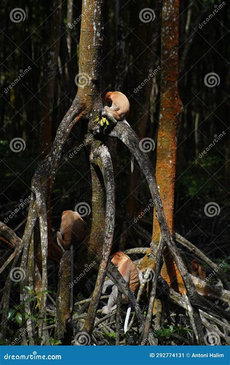 Proboscis monkey stock image. Image of nature, hiding - 292774131