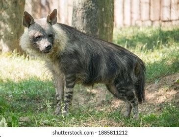 723 Brown Hyena Isolated Stock Photos, Images & Photography | Shutterstock