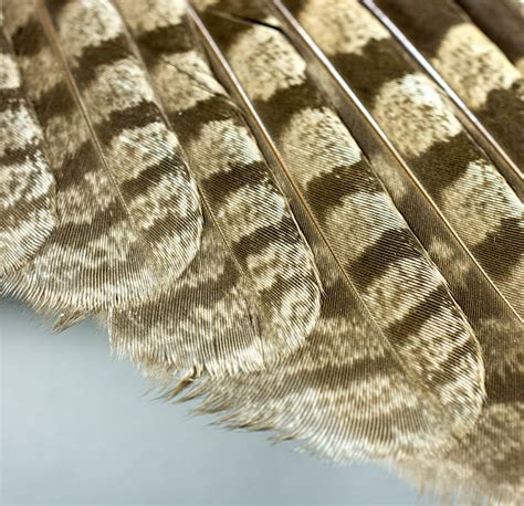 Royalty Free Owl Feathers Close Up Pictures, Images and Stock Photos - iStock