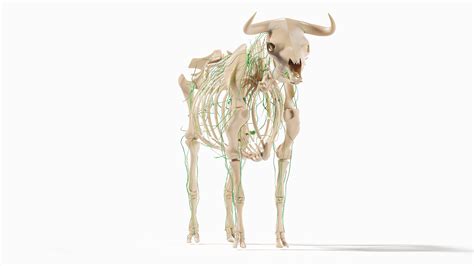 Bull Body, Skeleton and Lymphatic System Static model - TurboSquid 1724132