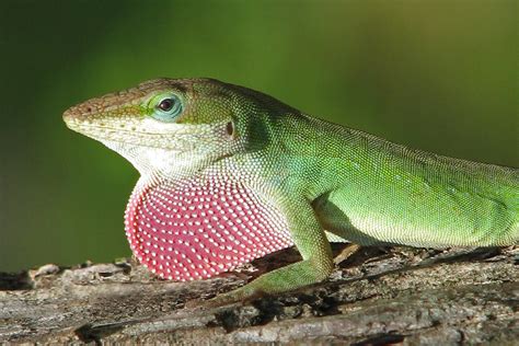 "Strawberry" redux - wild green anole | Male green anole, wi… | Flickr