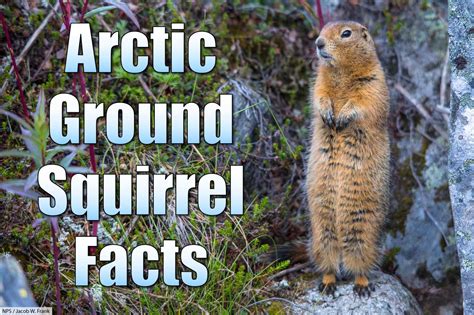 Arctic Ground Squirrel Facts, Pictures & Information: Longest Hibernation