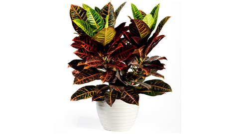 Indoor House Plants | Croton Plant Care